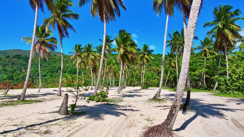 Tropical seashore with coconut palms on a sandy beach. A beautiful tropical Caribbean coastline. A vibrant landscape of a paradise island. Summer vacation backdrop. View of a beautiful tropical beach.