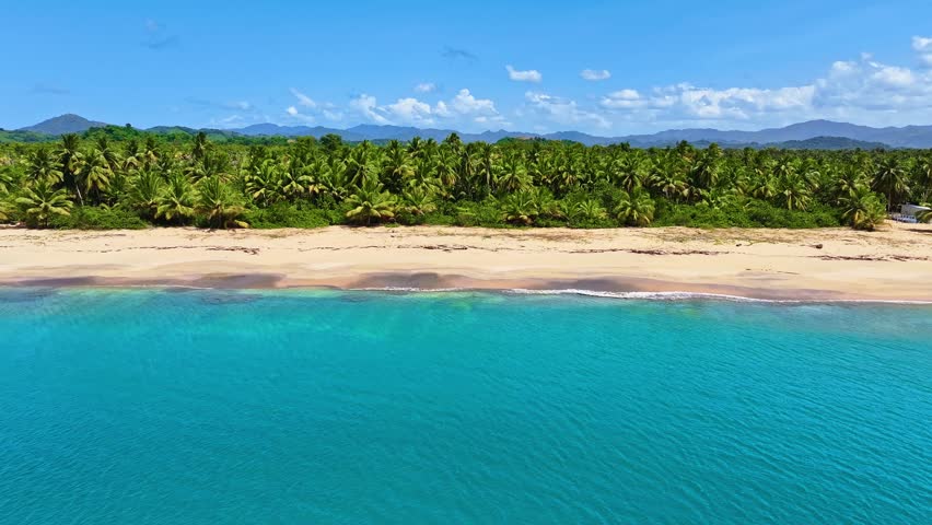 Caribbean beach with coconut palms on white sand. Idyllic seascapes of the Dominican Republic. A picturesque peninsula with a tropical beach and vibrant palm forest.