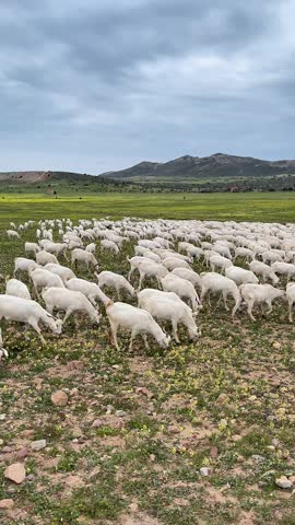 Large Flock of Sheep Grazing in Green Rural Field with Mountains and Cloudy Sky – Vertical Landscape