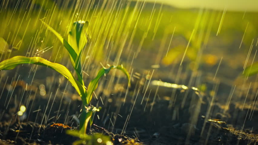 Young corn cobs glisten with raindrops in expansive agricultural field as setting sun casts warm, golden glow on lush, green corn stalks, symbolizing bountiful harvest from diligent farming practices