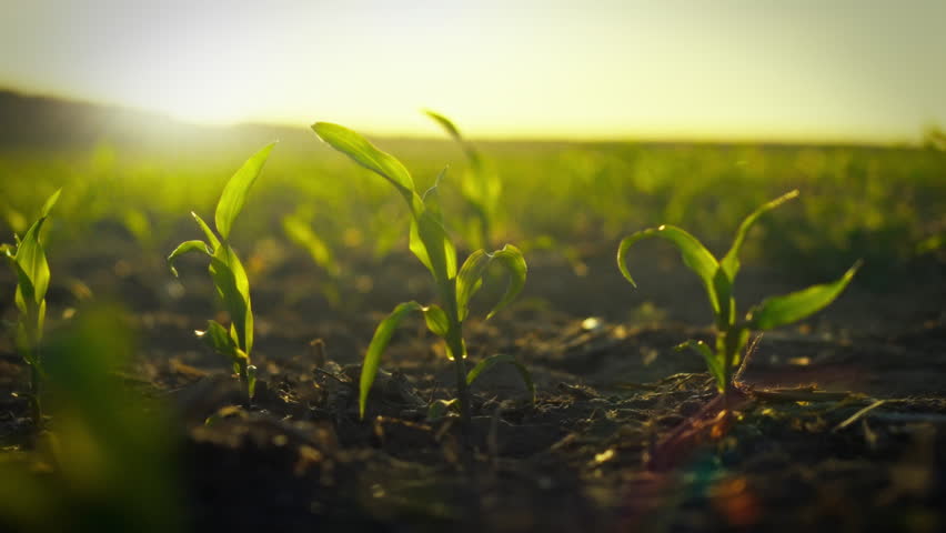 In a sprawling agronomic farm at sunset, vibrant green corn stalks with emerging kernels sprout, illustrating effective crop cultivation and sustainable farming techniques