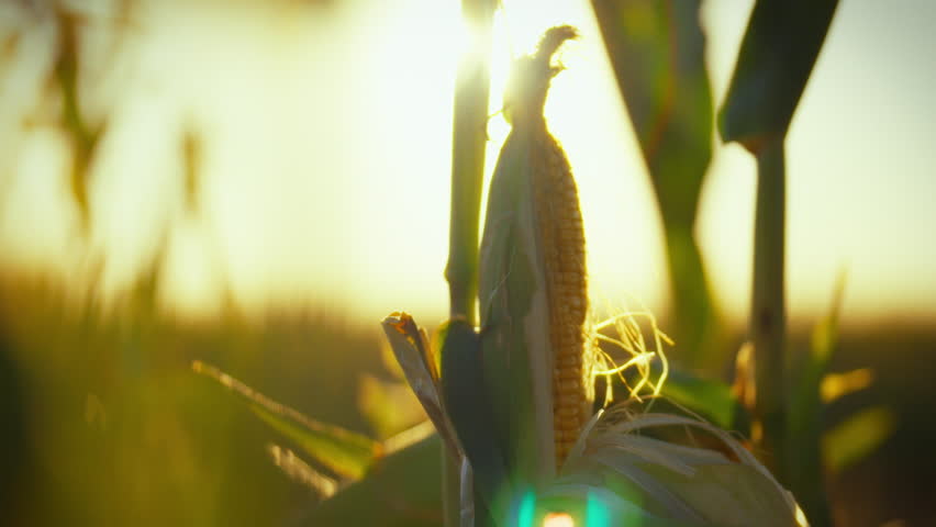 Ripe corn cob with golden kernels stands out against lush green leaves vast cornfield under sunny autumn skies, signifying crop ripeness imminent harvest. dry, mature crop signals end of growth cycle
