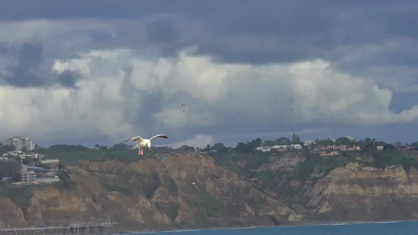 A group of sea lions rests on a sun-drenched cliff while seagulls stand nearby, with the vast ocean stretching to the horizon and distant hills