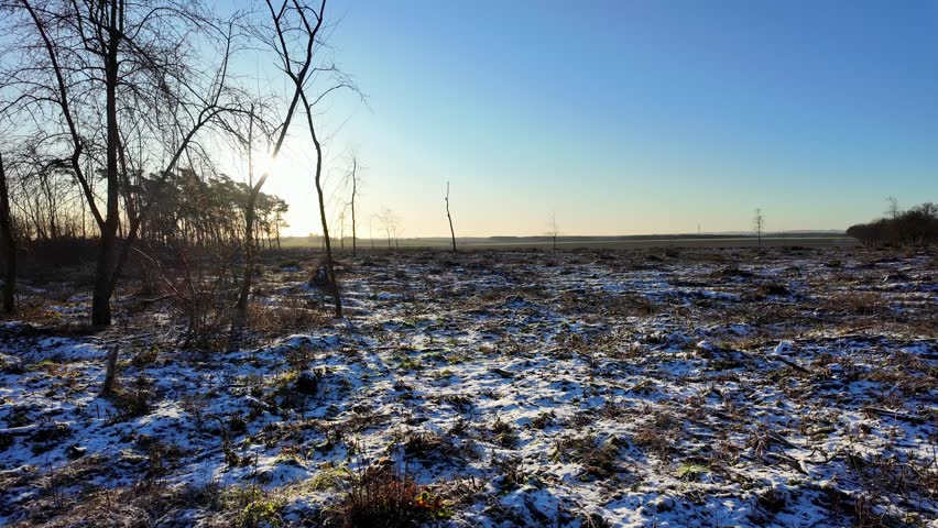 First snow on an open field and forest clear-cutting at morning, winter landscape with low sun through trees, frosty nature panorama, forest clearing covered in hoarfrost on a sunny day.