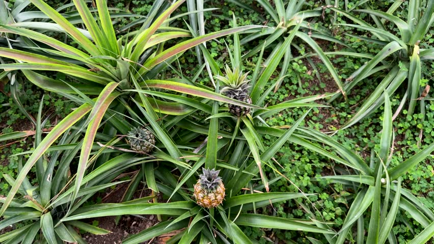 Pineapple plants with growing fruit in agricultural field São Miguel Azores