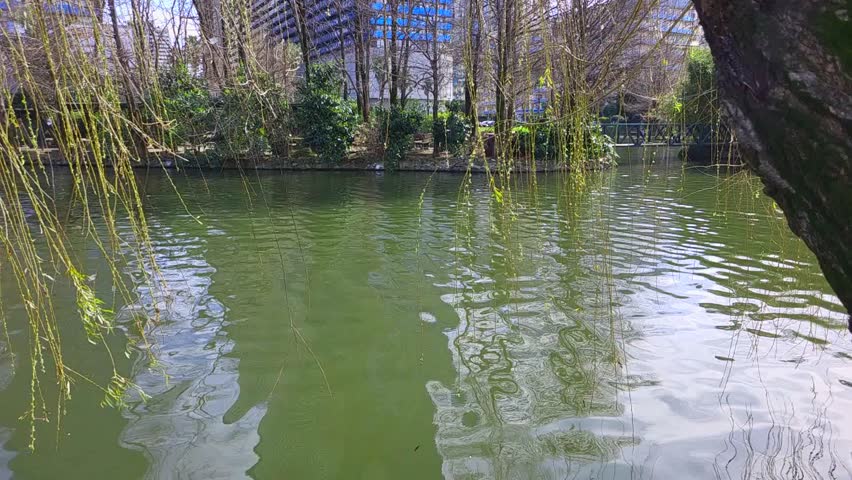 Willow branches sway over a lake with sparkling green water.