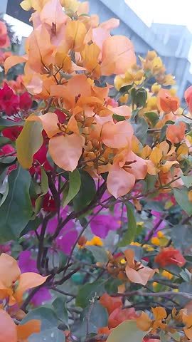 Orange Garden Billaas Flowers Blooming in Garden