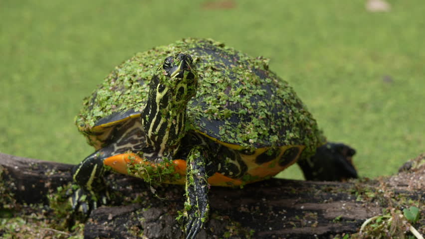 Florida turtle covered in duckweed - Slow Motion