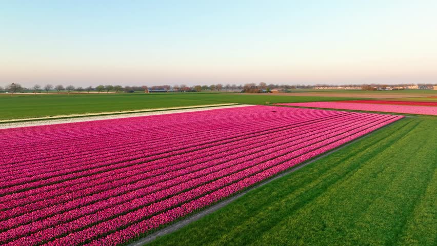 Aerial view of symmetrical tulip field rows in the Netherlands countryside. Drone shot of colorful blooming flowers in Holland agriculture farm under a clear sky. Beautiful spring floral landscape and rural nature from above.