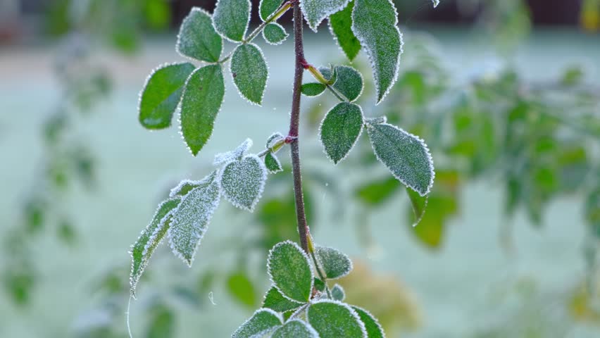 Frozen plants. Winter background, morning frost on the grass with copy space. Cold season, springtime. Tree covered with ice hoarfrost. Green leaves freezes with pieces of snow. Late autumn, November