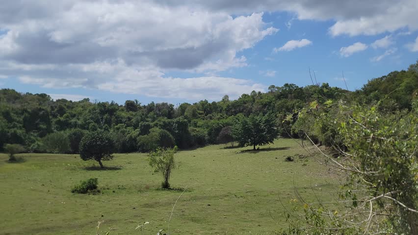 Green meadow landscape with scattered trees and tropical forest background under a cloudy blue sky