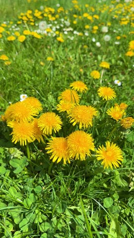Bright Yellow Dandelions Grow in a Green Field Under the Sun During Spring Time, vertical video
