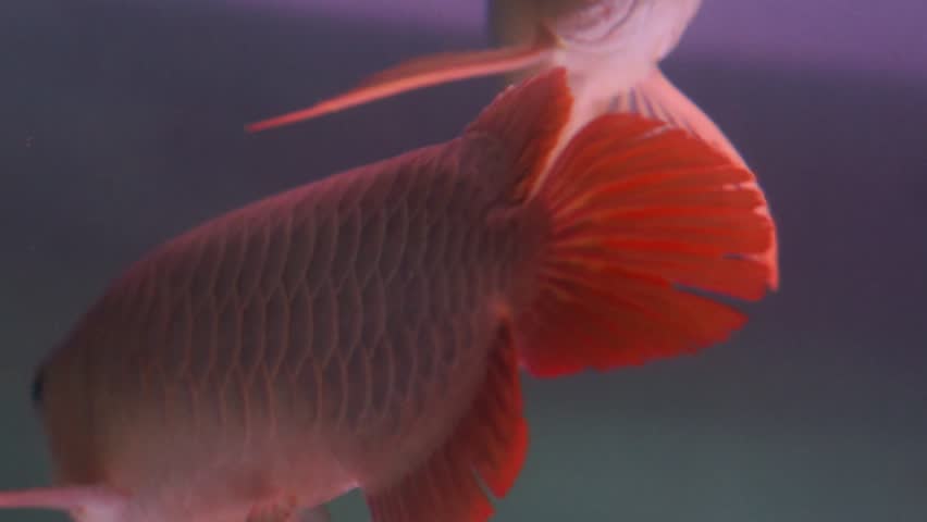 A young super red arowana opens its mouth and moves gracefully, showing off its beauty against a blurred background of tiny water droplets.