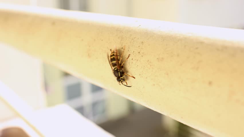 Macro yellow jacket wasp slowly moving on railing outdoors