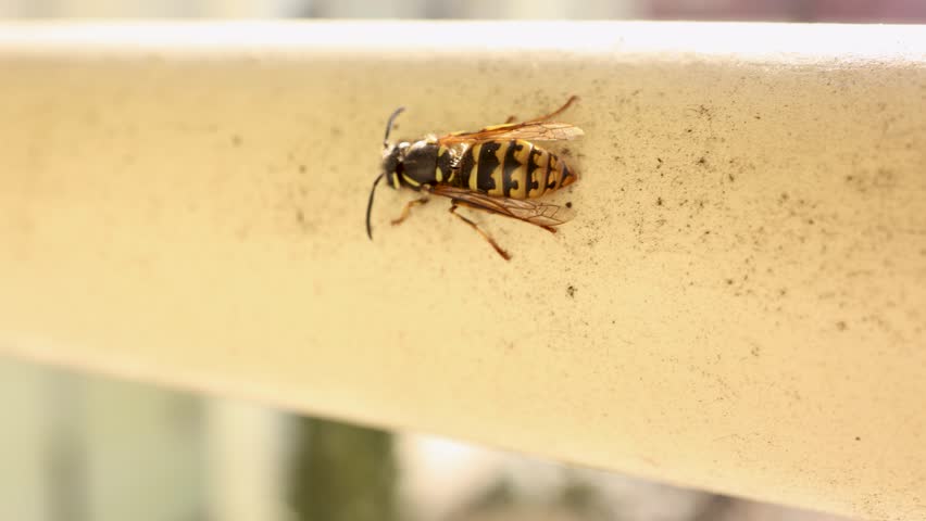 Yellow jacket wasp crawling on metal railing close up insect macro