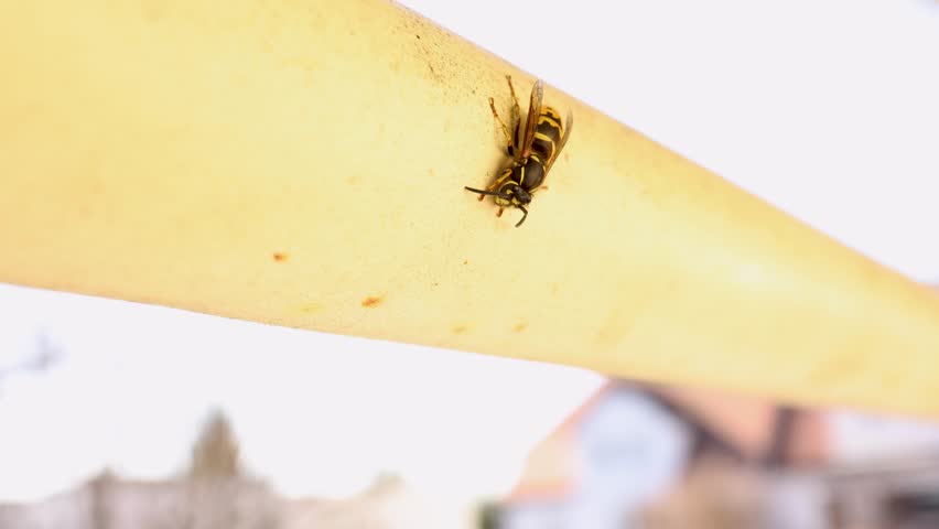 Yellow jacket wasp walking on metal railing moving antennae macro