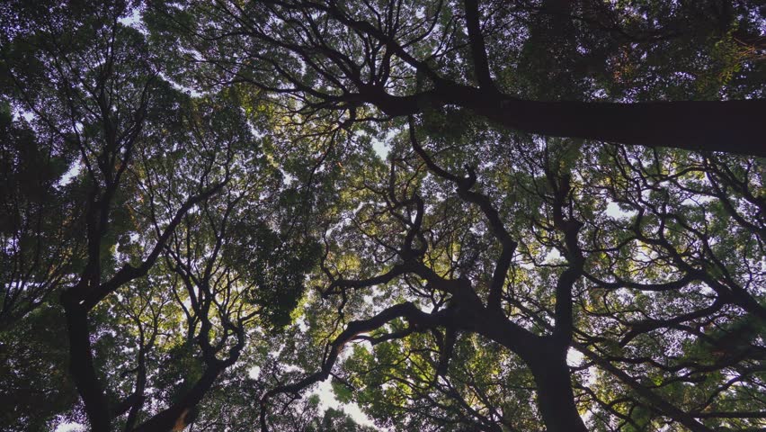 Tokyo, Japan - Oct 15 2024, 4k, panoramic view of the foliage of tall trees through which the light breaks through, in the park on the territory of the Meiji Temple, at daytime, Tokyo, Japan