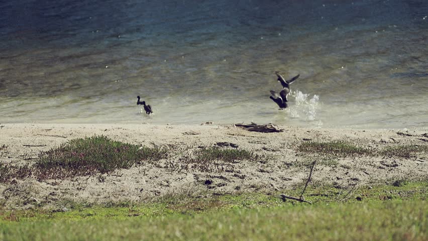 Florida ducks taking flight in lake.