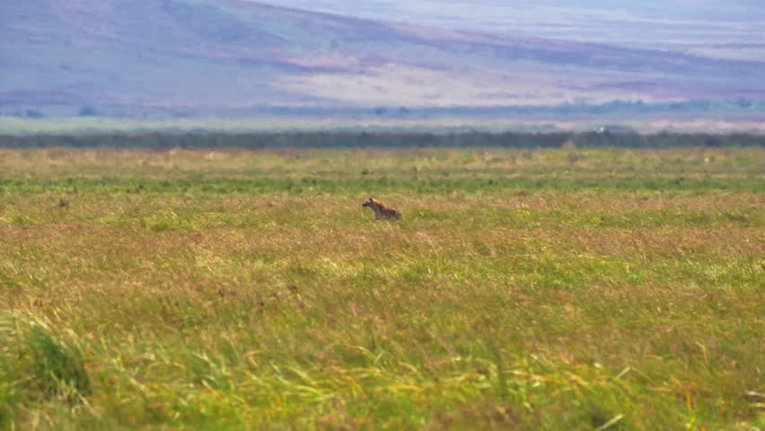 Two hyenas appear lost and distressed as they run aimlessly across the vast savannah plains of Ngorongoro Crater, Tanzania, showcasing dramatic, raw wildlife behavior in their natural African habitat.
