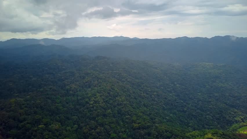 Bwindi Impenetrable Forest dense tropical montane rainforest canopy in Bwindi Impenetrable National Park southwestern Uganda within the Albertine Rift highlands formed by East African Rift tectonics