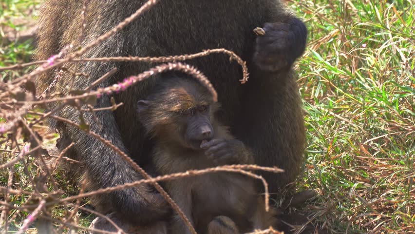 A baboon grazes and grooms itself alongside its newborn baby in the savannah of Ngorongoro Crater, Tanzania, capturing close-up, intimate family behavior and interactions in their natural habitat.