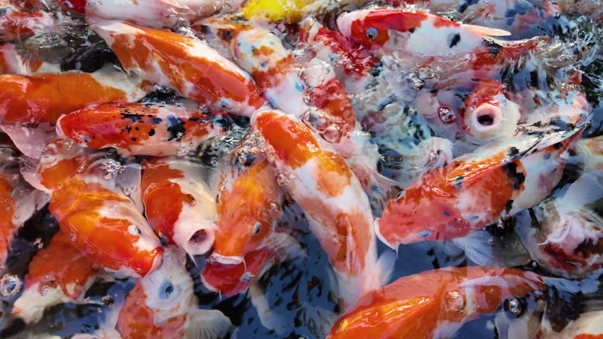 Numerous koi fish are crammed into the pond, waiting to be fed. 