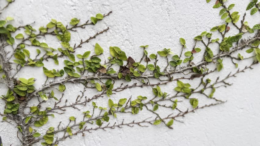 Creeping fig climbing plant growing on white textured wall. Camera moving along green vine leaves with soft blurred background creating natural botanical pattern.
