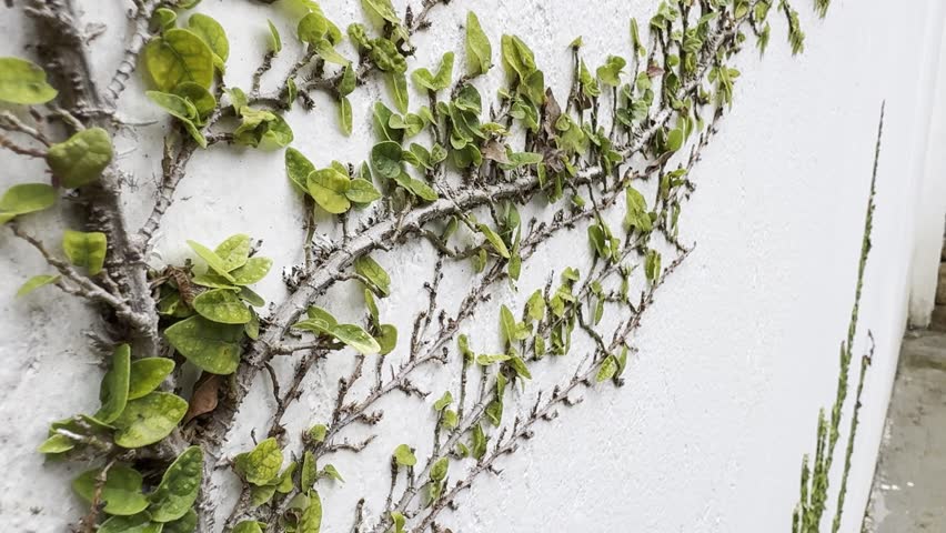 Creeping fig vine growing on white textured wall. Close view of climbing ficus pumila branches and green leaves forming natural botanical pattern.