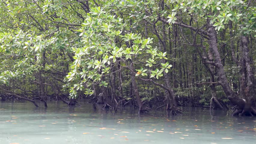 Mangrove Forest Boat Cruise in Langkawi UNESCO Geopark Tropical Nature Malaysia