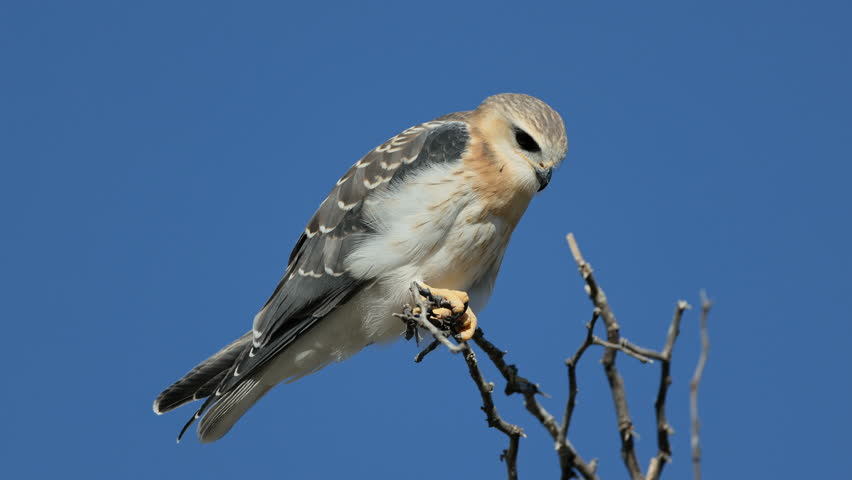 A young black-winged kite (Elanus caeruleus) on a branch balancing in the wind, South Africa