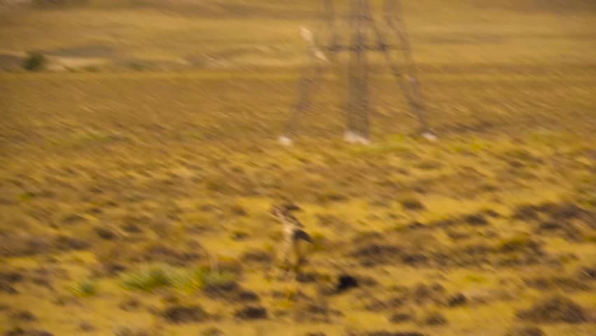 Deer running in a field in Wyoming