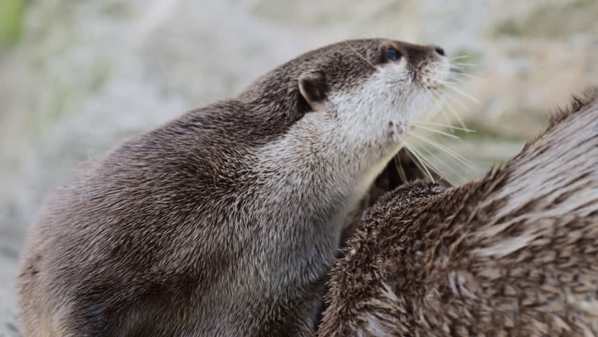 Otter looking attentively with its head up, showing fur and whiskers