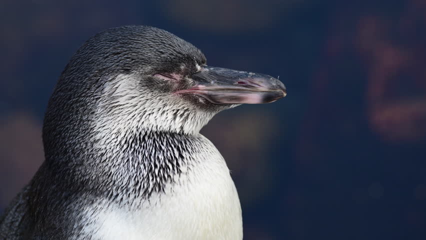 Humboldt penguin, Spheniscus humboldti, resting with closed eyes, showing feather details
