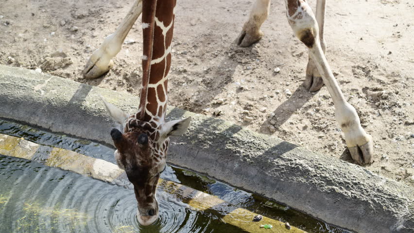 Giraffe bending its long neck to drink water, quenching thirst in a sunny environment