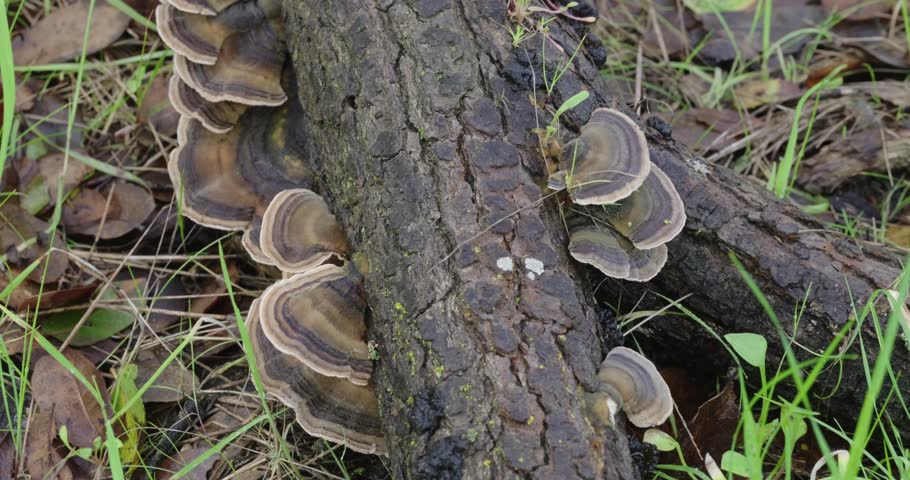 Turkey tail mushrooms grow on a fallen forest log