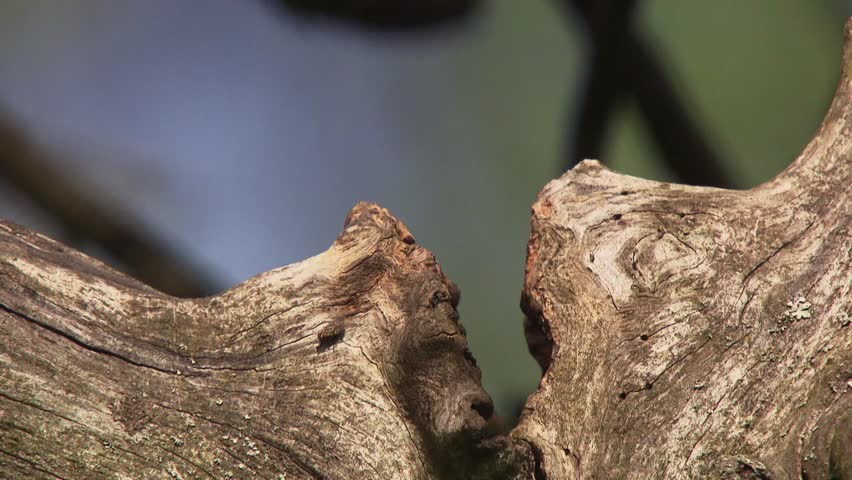 delicate moment as blue tit appears from a crack in weathered wood (close up)