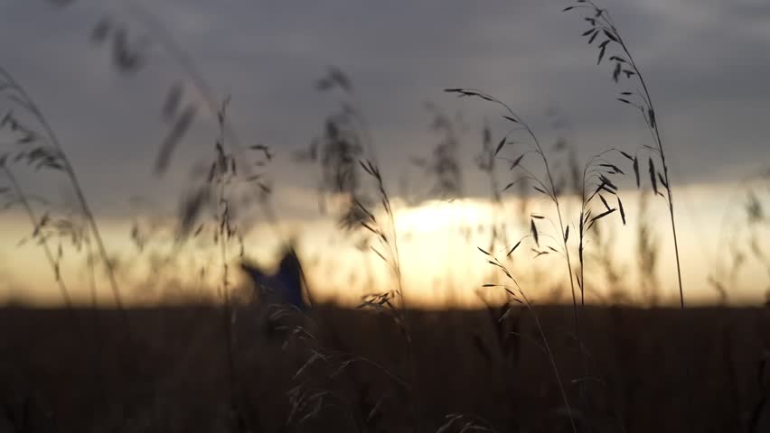 Ears of grass at sunset. Beautiful cinematic shot.