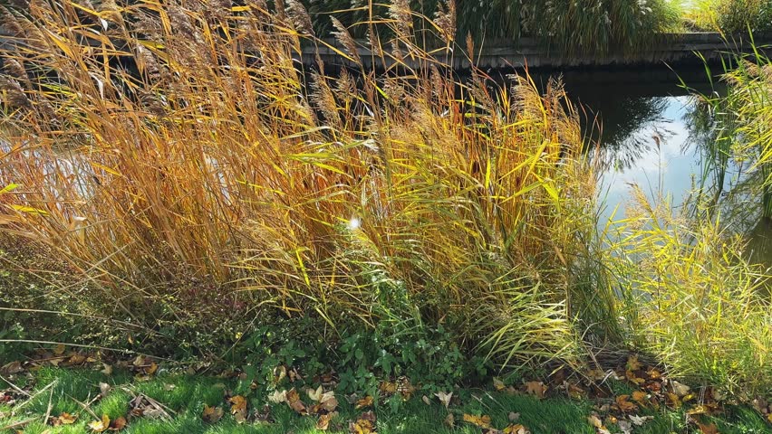 Thickets of the common reeds and ornamental grass Miscanthus on the shore of small decorative pond in park, view while vertical panning in windy sunny autumn day backlit
