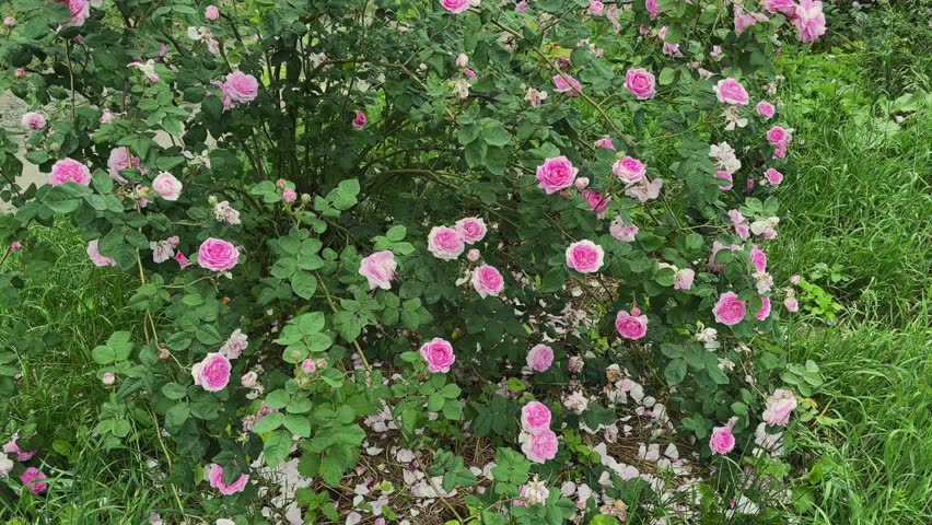 Bush of rose with numerous pink flowers in summer, view while vertical panning at overcast morning
