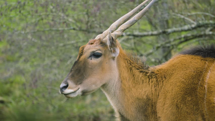 Moving Tracking Shot of Eland with straight horns and trees in background. Wildlife clip of herbivore.