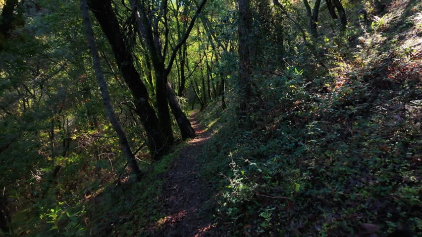 POV walking along forest trail as sun glints through leaves and trees in wooded landscape