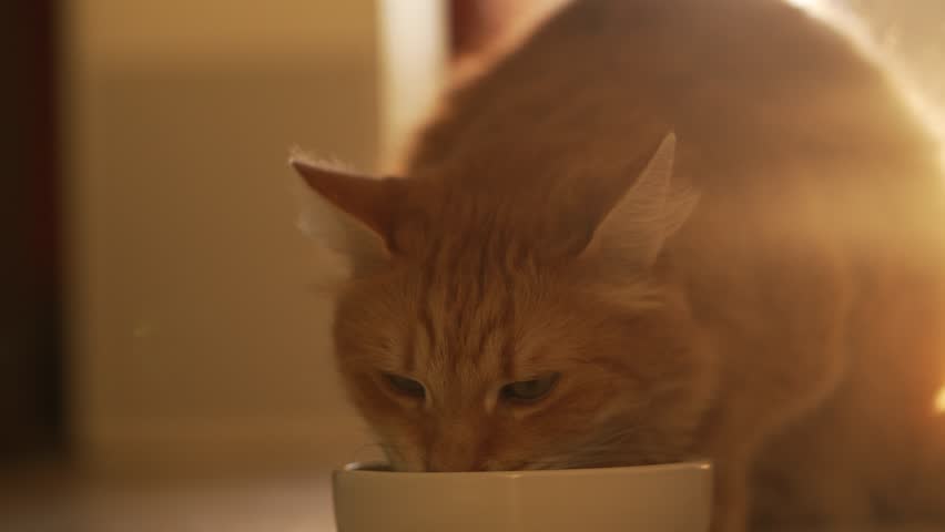 Adorable long-haired ginger cat eating crunchy kibble from a white bowl placed on the floor, basking in the warm glow of natural sunlight filtering into a cozy domestic interior