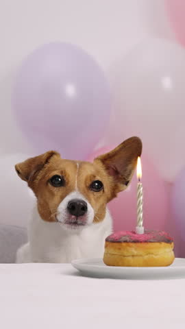 Close up cute dog licking lips birthday donut candle balloons. Jack Russell Terrier bday party vertical video. Happy domestic animal celebrating festive atmosphere colorful balloons indoor decoration
