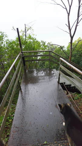 Pet meanders across wet reflective deck. Dog walks through scenic rainy shoreline with reflection nearby. Canine enjoys leisurely walk by wet shore with reflections of surroundings