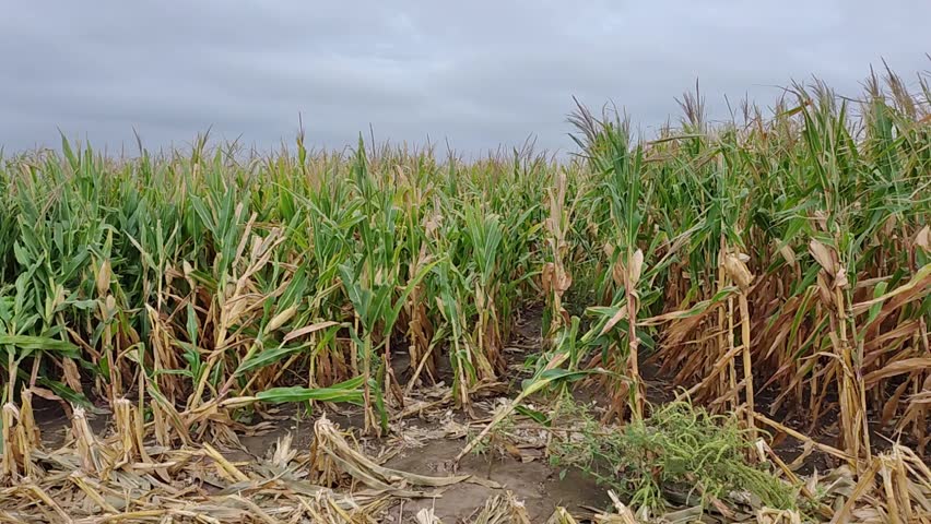 A flint corn field (likely the Cristalino Colorado) is almost ready for harvest. Slow-motion.