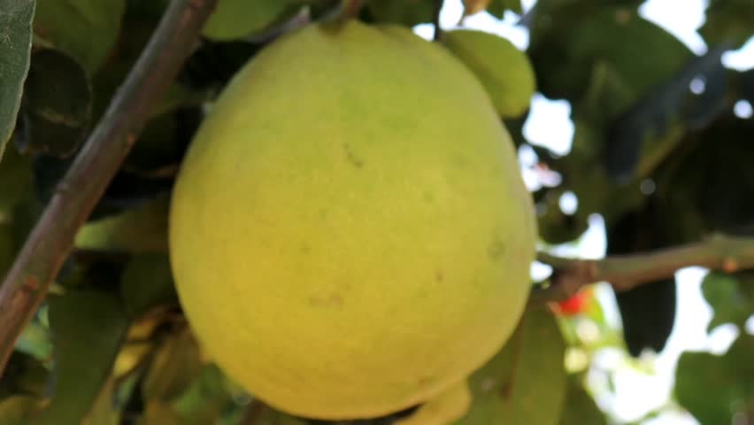 A close-up shot of a pomelo tree. Pomelo tree with ripe fruits outdoors.