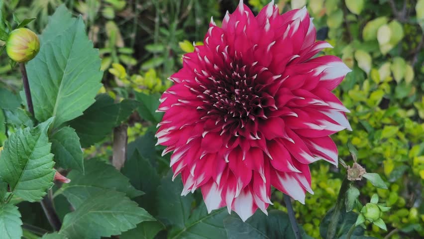 Red and white dahlia flower blooming in garden gently swaying in light breeze, surrounded by green leaves and buds in natural daylight.