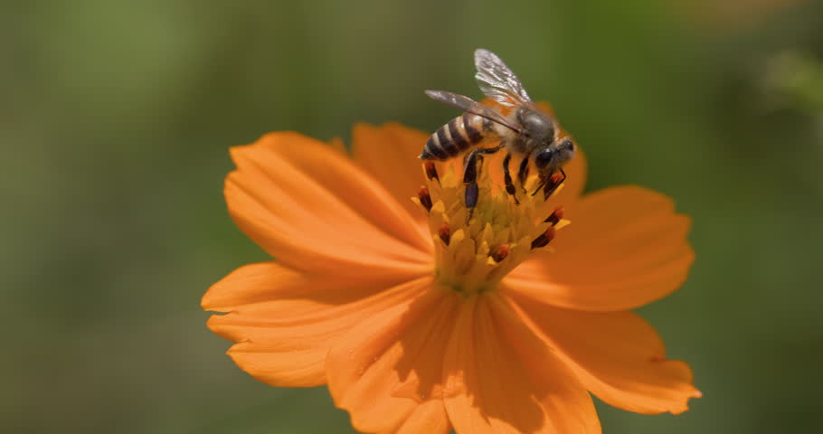 Indian Honey Bee sipping nectar from a vibrant orange Cosmos flower takes off in macro closeup.