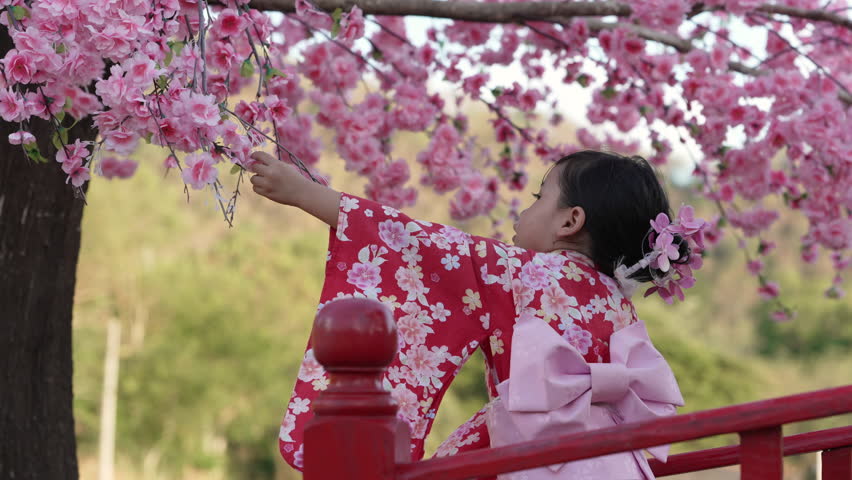 preschool child girl in yukata (kimono dress) on red bridge with sakura flower or cherry blossom blooming in the garden