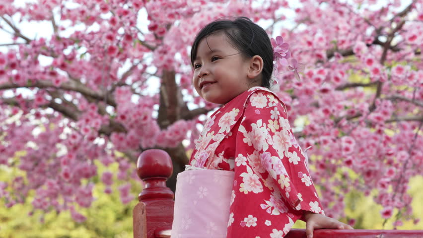 slow motion of cheerful preschool child girl in yukata (kimono dress) on red bridge with sakura flower or cherry blossom blooming in the garden